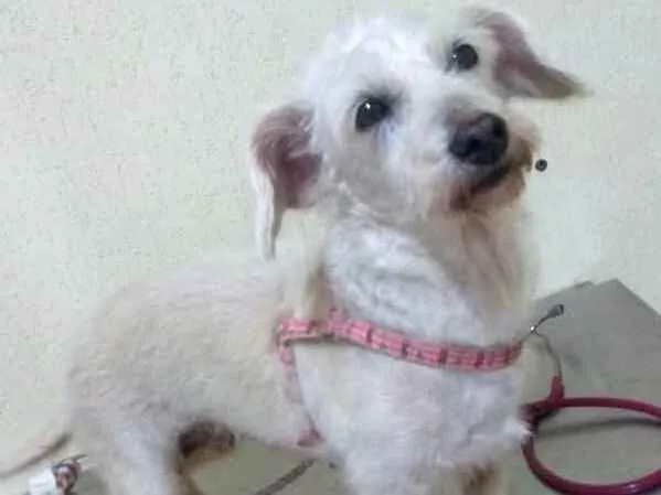 Cachorro ra a  idade 2 anos nome Xuxa 