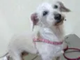 Xuxa