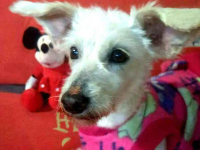 Cachorro ra a  idade 2 anos nome Xuxa 