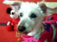 Xuxa