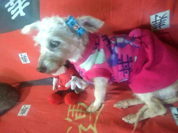 Cachorro ra a  idade 2 anos nome Xuxa 
