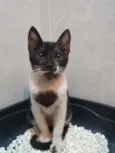 Penelope