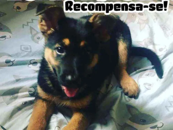 Cachorro ra a Pastor Alemão  idade Abaixo de 2 meses nome Alexia