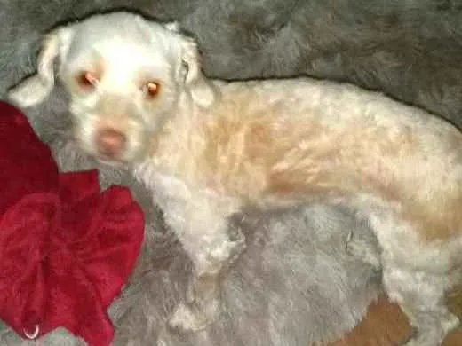 Cachorro ra a Poodle  idade 5 anos nome Nina Mel