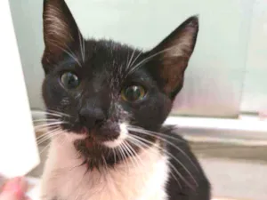 Gato raça SRD idade 2 a 6 meses nome Penelope