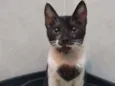 Penelope