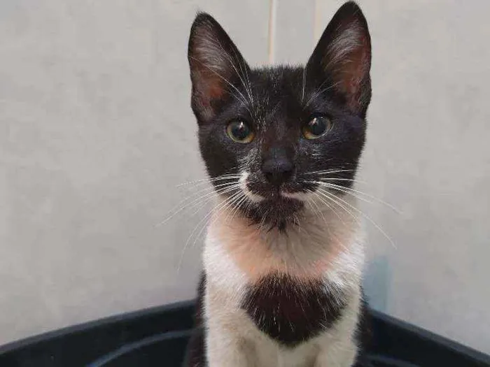 Gato ra a SRD idade 2 a 6 meses nome Penelope