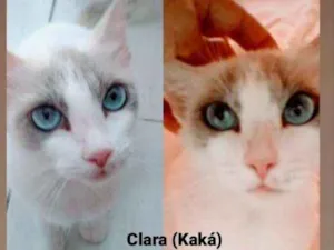 Gato raça Sem raça definida  idade 1 ano nome Clara