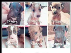 Cachorro raça Vira- Lata idade Abaixo de 2 meses nome ....