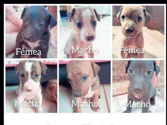 Cachorro ra a Vira- Lata idade Abaixo de 2 meses nome ....