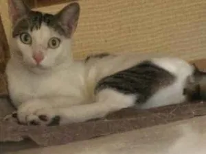 Gato raça Não sei idade 2 anos nome Xaninho 