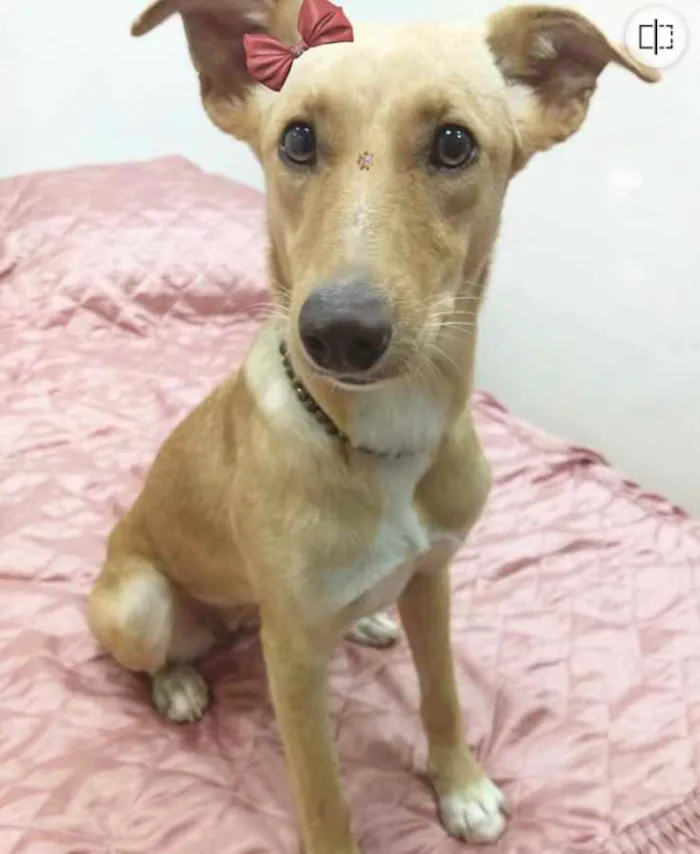 Cachorro ra a Sem Raça Definida idade 1 ano nome KIARA 