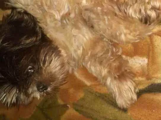 Cachorro ra a Shihtzu idade 4 anos nome Lili