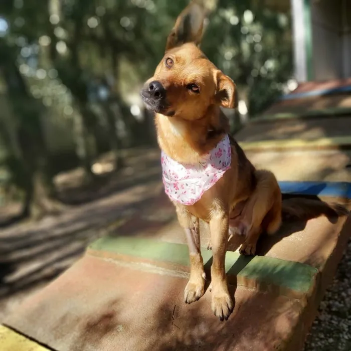 Cachorro ra a srd idade 2 anos nome Dama