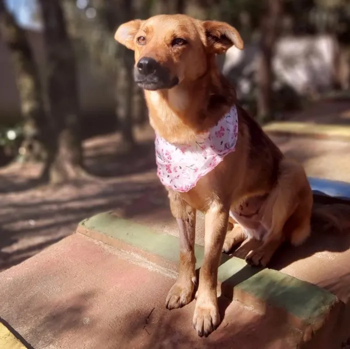 Cachorro ra a srd idade 2 anos nome Dama
