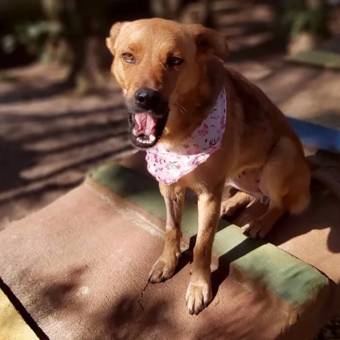 Cachorro ra a srd idade 2 anos nome Dama