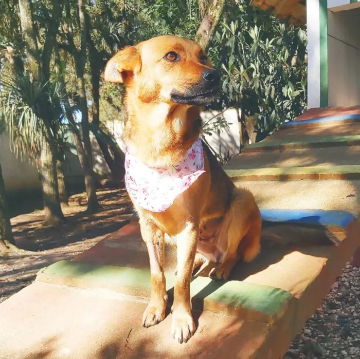 Cachorro ra a srd idade 2 anos nome Dama