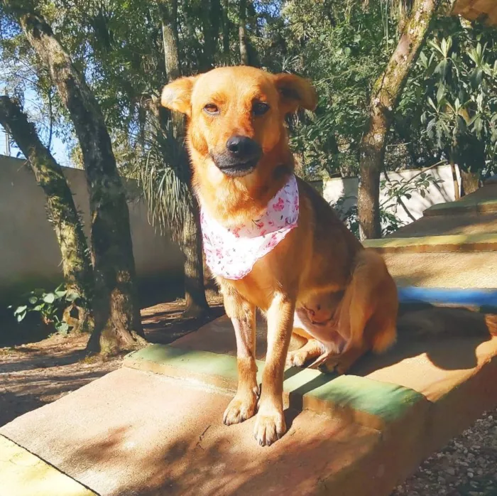 Cachorro ra a srd idade 2 anos nome Dama