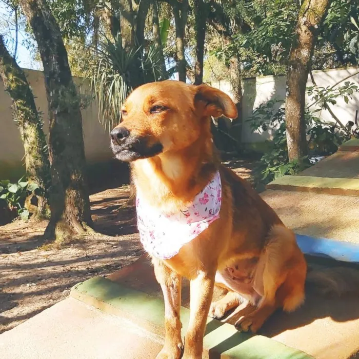 Cachorro ra a srd idade 2 anos nome Dama