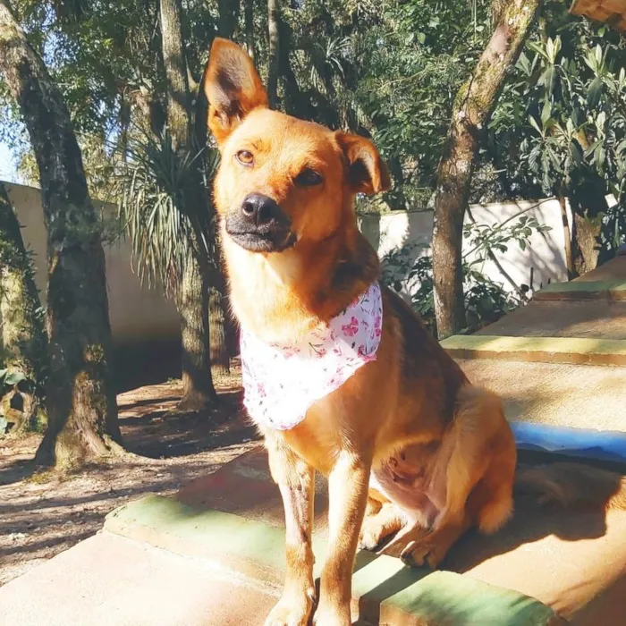 Cachorro ra a srd idade 2 anos nome Dama