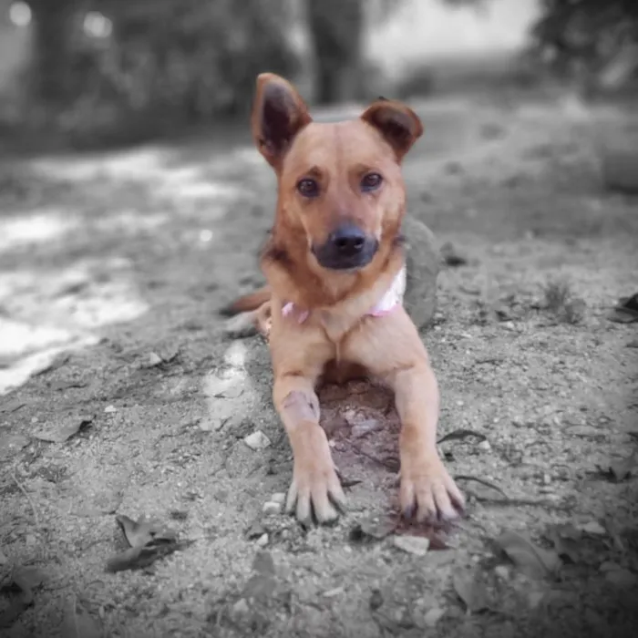 Cachorro ra a srd idade 2 anos nome Dama