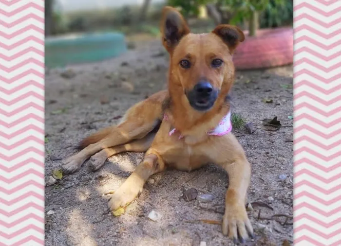 Cachorro ra a srd idade 2 anos nome Dama