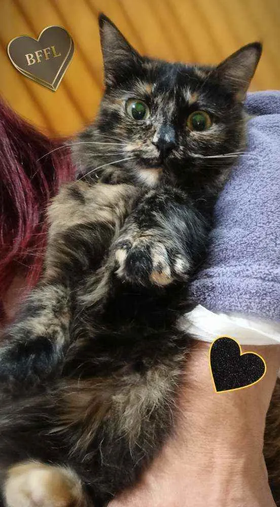 Gato ra a SRD idade 7 a 11 meses nome Mel