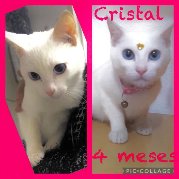 Gato ra a srd idade 2 a 6 meses nome Cristal
