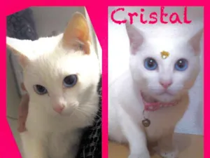 Gato raça srd idade 2 a 6 meses nome Cristal