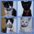 Filhotes lindos