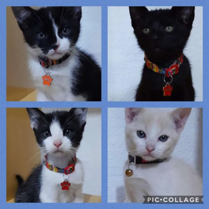 Gato ra a SRD idade 2 a 6 meses nome Filhotes lindos