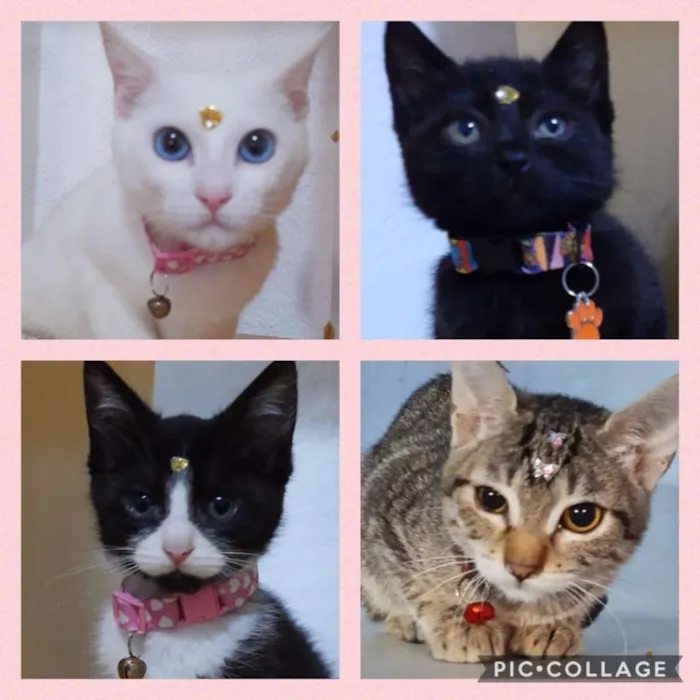 Gato ra a SRD idade 2 a 6 meses nome Filhotes lindos