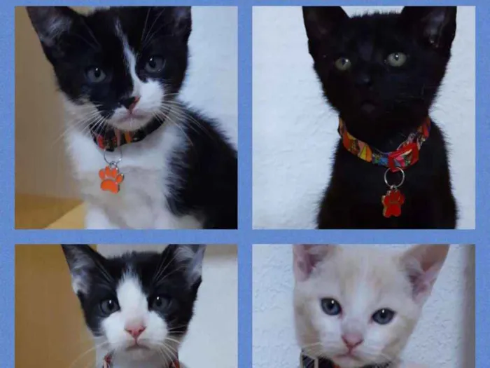 Gato ra a SRD idade 2 a 6 meses nome Filhotes lindos