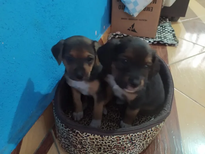 Cachorro ra a Vira lata idade Abaixo de 2 meses nome Não tem nome
