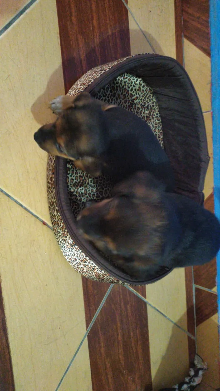 Cachorro ra a Vira lata idade Abaixo de 2 meses nome Não tem nome