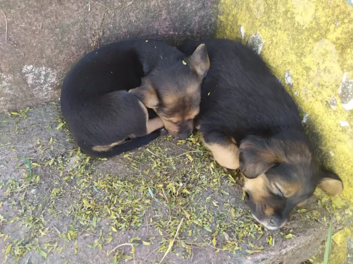 Cachorro ra a Vira lata idade Abaixo de 2 meses nome Não tem nome