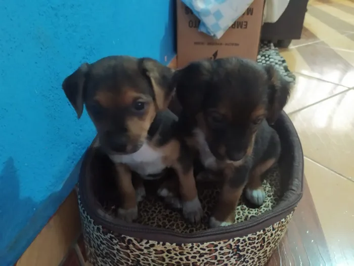 Cachorro ra a Vira lata idade Abaixo de 2 meses nome Não tem nome