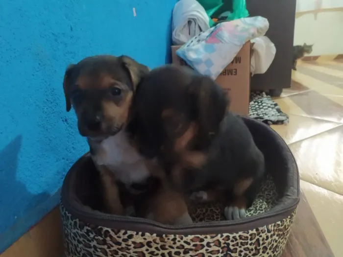 Cachorro ra a Vira lata idade Abaixo de 2 meses nome Não tem nome