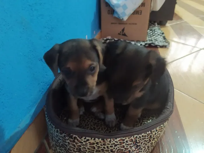Cachorro ra a Vira lata idade Abaixo de 2 meses nome Não tem nome