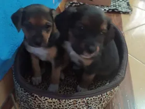 Cachorro raça Vira lata idade Abaixo de 2 meses nome Não tem nome
