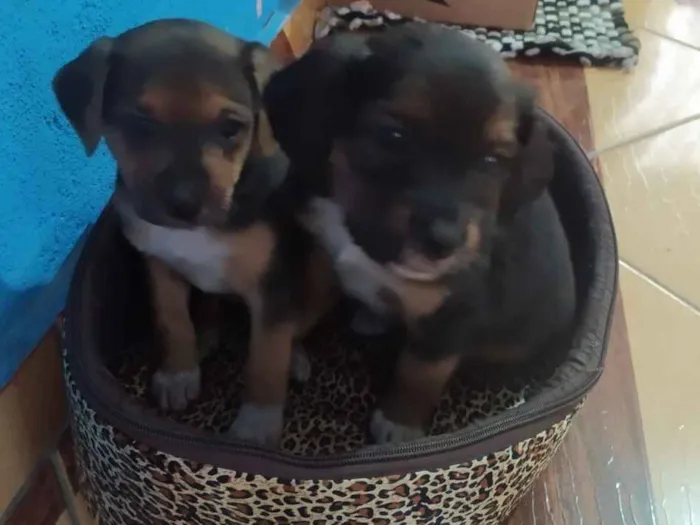 Cachorro ra a Vira lata idade Abaixo de 2 meses nome Não tem nome