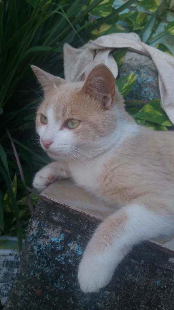 Gato ra a Siamês com vira lata idade 7 a 11 meses nome Raio de Sol 