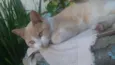 Raio de Sol 