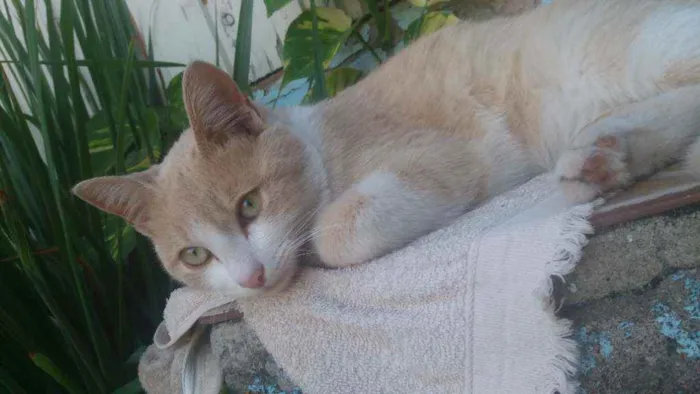 Gato ra a Siamês com vira lata idade 7 a 11 meses nome Raio de Sol 