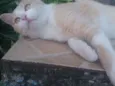 Raio de Sol 