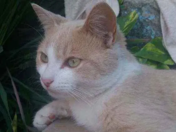 Gato ra a Siamês com vira lata idade 7 a 11 meses nome Raio de Sol 