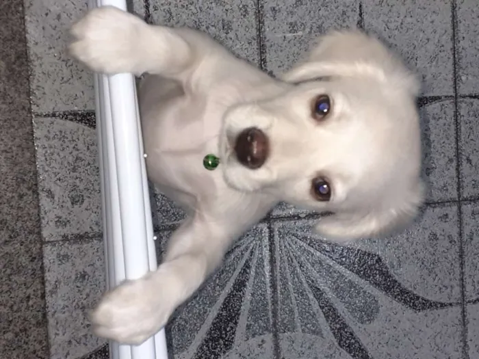 Cachorro ra a SRD-ViraLata idade 2 a 6 meses nome Morfeu (Fefeu)