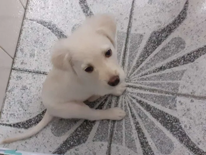 Cachorro ra a SRD-ViraLata idade 2 a 6 meses nome Morfeu (Fefeu)