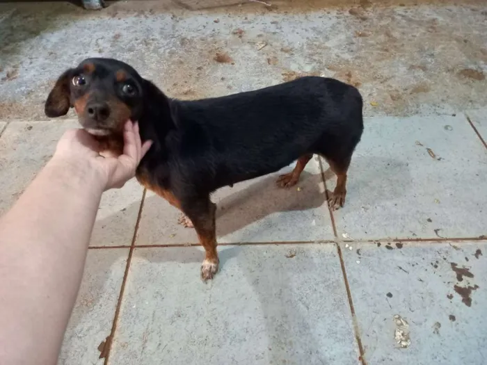 Cachorro ra a indefinida idade  nome Neguinha