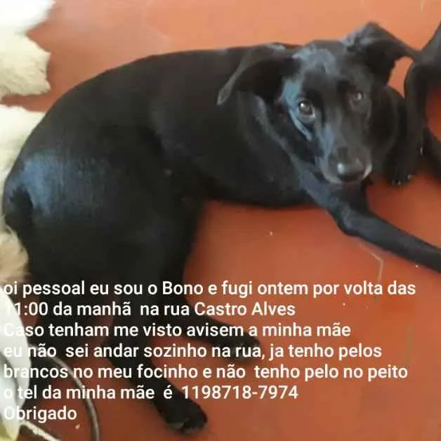 Cachorro ra a Srd idade 4 anos nome Bono